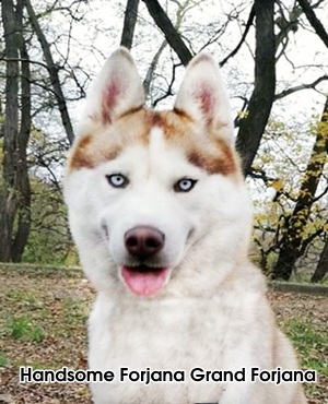 Handsome Forjana Grand Forjana