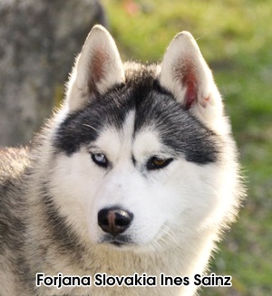 Forjana slovakia Ines Sainz